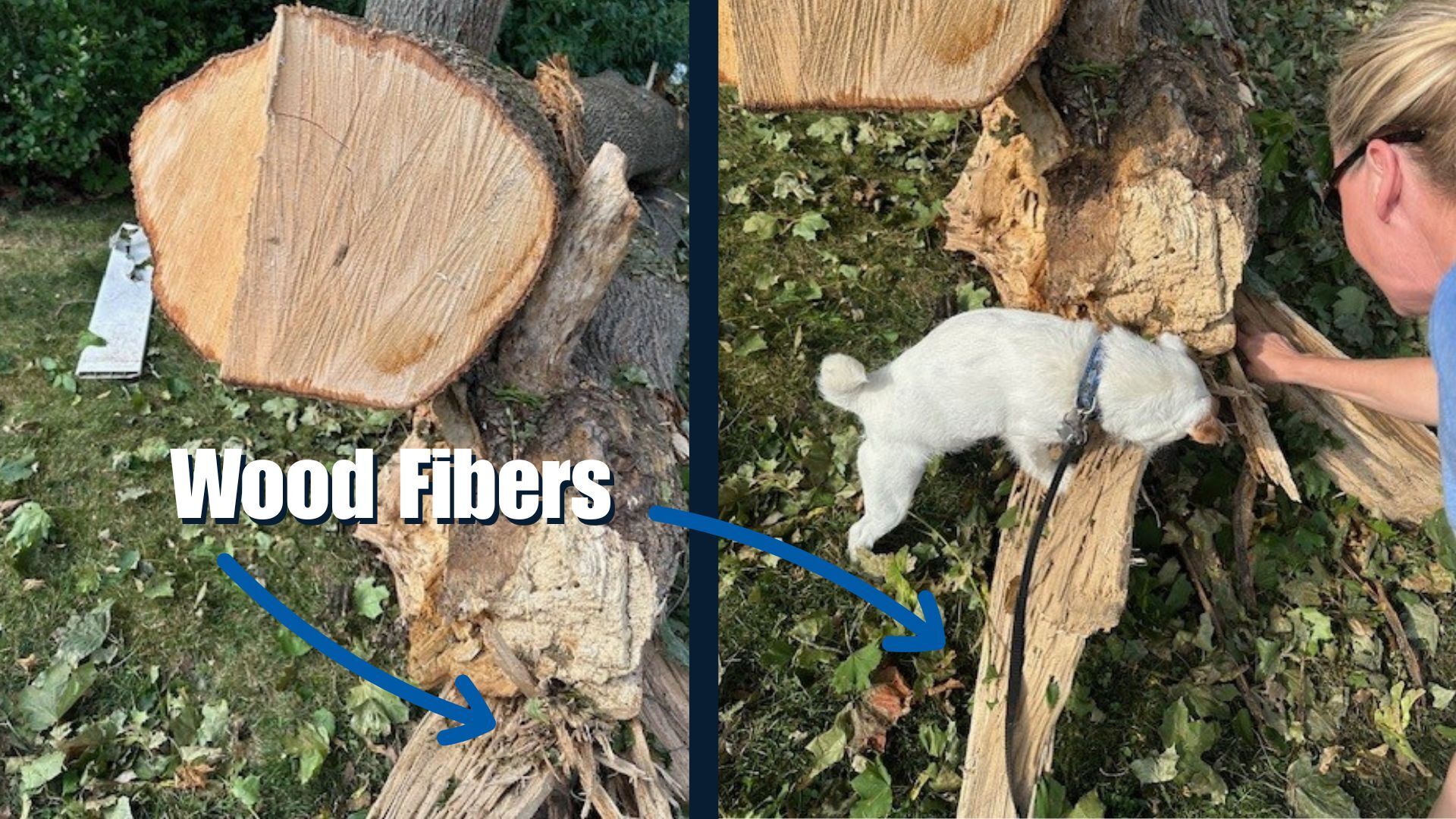 Wood Fibers Example